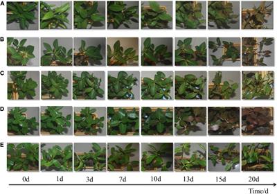 Ecophysiological Responses of Five Mangrove Species (Bruguiera gymnorrhiza, Rhizophora stylosa, Aegiceras corniculatum, Avicennia marina, and Kandelia obovata) to Chilling Stress